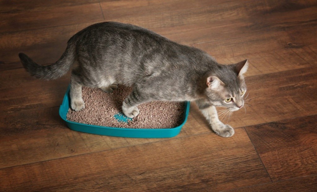 cat-tray-1250x756.jpg